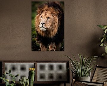 Een mannelijke leeuw van Design Wall Arts