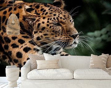 Big stretch van een Amoerpanter