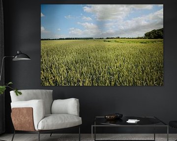 Grainfield/Tarweveld in the province of Groningen by Marije Mulder