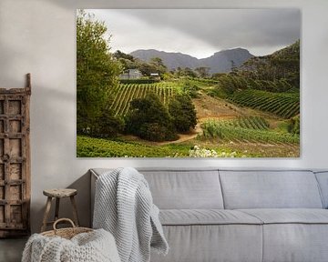 Vineyard Constantia Glen, Cape Town by Jan Nuboer