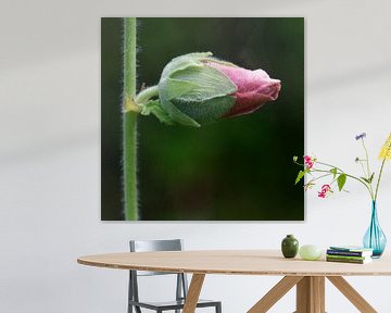 hollyhock by appie bonis