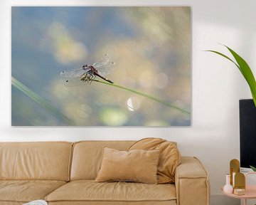 Spotted whitethroat dragonfly above the water by Niels Hamelynck