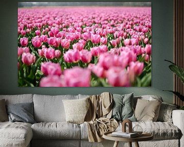 Tulpenveld met roze Tulpen