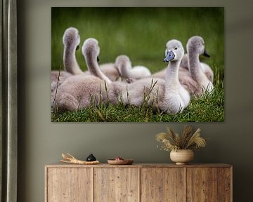 Swan chicks by Rob Boon