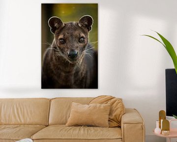 Fossa met zomerkleuren