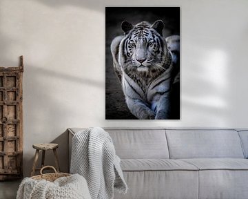 Ein ruhender weißer Tiger von Design Wall Arts