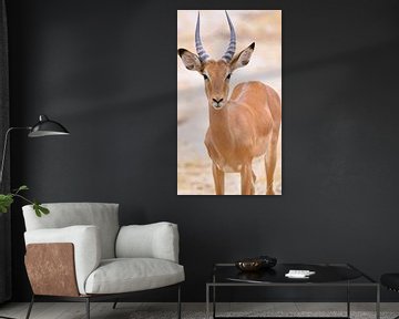 Impala, Serengeti, Tanzania by Marco van Beek