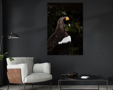 Steller's sea eagle by Design Wall Arts