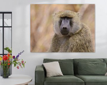 Visualisation des singes sur Marco van Beek