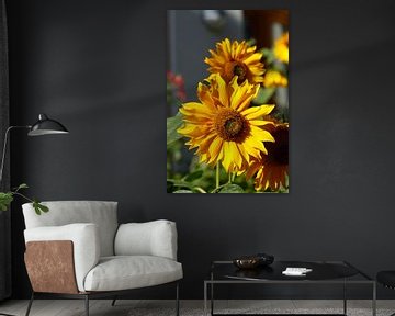 Sunflower, Flower, Blossom, Germany