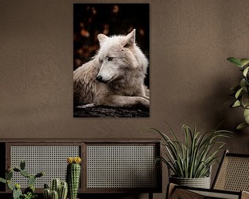 Hudson Bay Wolf by Design Wall Arts