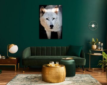 Hudson Bay Wolf by Design Wall Arts