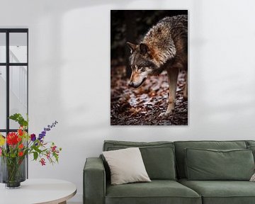 De Europese Wolf van Design Wall Arts