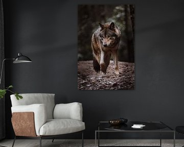 Le loup européen sur Design Wall Arts