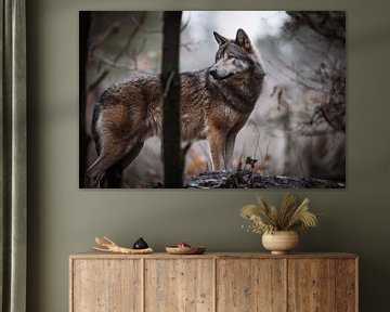 De Europese Wolf van Design Wall Arts