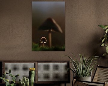 Macro paddenstoelen in de herfst met tegenlicht van Gert van Lagen