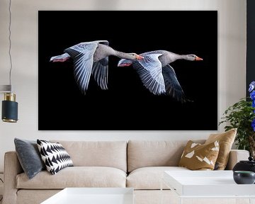 Flying greylag geese by Manon van Althuis