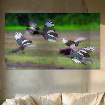 ruzie makende eksters