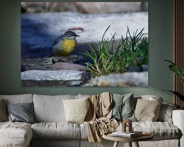 Grey Wagtail in Spring by Karin Jähne