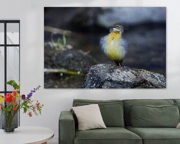 Grey Wagtail in Spring by Karin Jähne