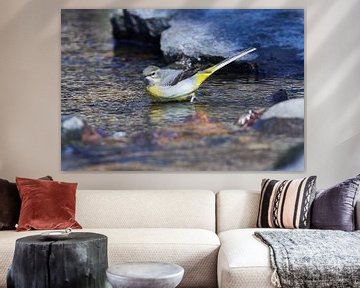 Grey Wagtail in Spring by Karin Jähne