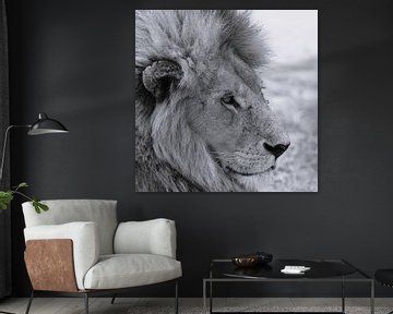 Roi de la jungle, lion du Serengeti sur Marco van Beek