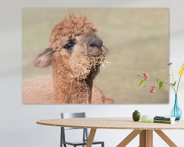 Een bruine alpaca met hooi in zijn bek van Ulrike Leone