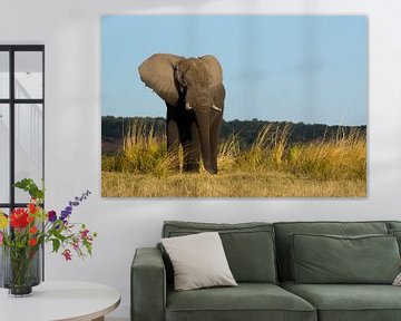 Portret van een olifant, Botswana sur Christel Nouwens- Lambers