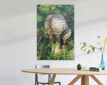 Champignons parasols (Lepiota Procera ou Macrolepiota Procera) sur Marc Venema