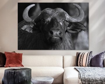 Cape buffalo portrait by Marco van Beek