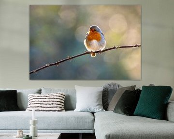 Robin on a branch by Gianni Argese