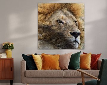 Portrait de lion sur Marco van Beek