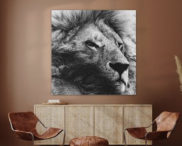 Black-and-white portrait reclining lion on the Serengeti by Marco van Beek