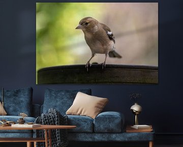 Finch regarde la caméra depuis le bord d'un pot de fleurs.