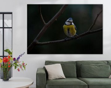 Blue tit with tough crest by Leon Brouwer