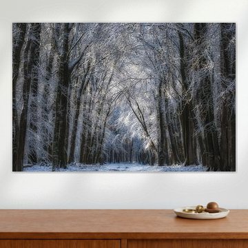 Neige dans les bois (Speulderbos)