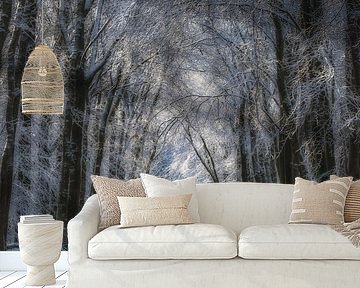 Schnee im Wald (Speulderbos)