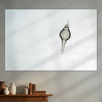 Radiolari ray animal