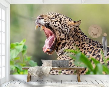 Gaping jaguar by Hillebrand Breuker
