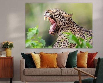 Gaping jaguar by Hillebrand Breuker