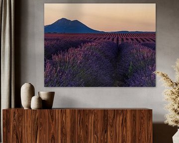 A beautiful sunset among lavender fields by Hillebrand Breuker