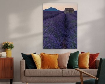 An old shed among the lavender fields in Provence by Hillebrand Breuker