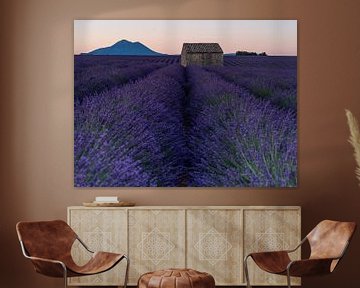 Un vieux hangar au milieu des champs de lavande en Provence sur Hillebrand Breuker