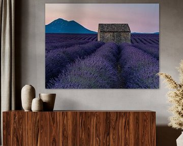 Een oud schuurtje tussen de lavendelvelden in de Provence van Hillebrand Breuker