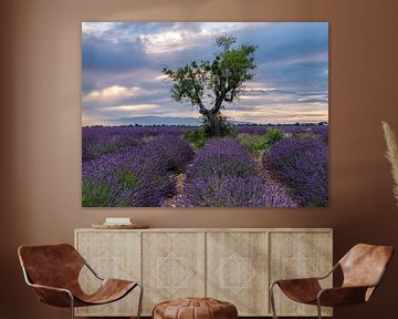 lavender fields with a tree in the beautiful last sunlight of the day by Hillebrand Breuker