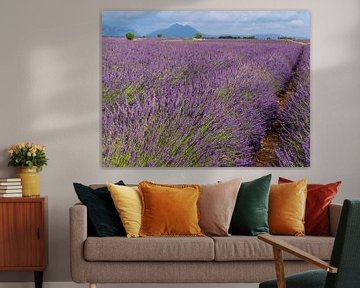 Endless lavender fields in the provence, france by Hillebrand Breuker