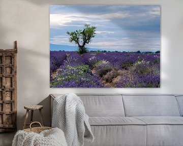lavender fields with a tree in the beautiful last sunlight of the day by Hillebrand Breuker