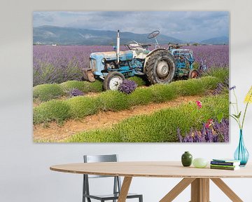 Lavendel oogst met de tractor van Hillebrand Breuker