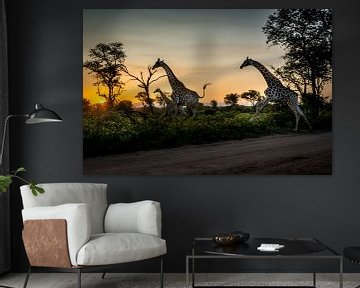 Galloping giraffes at sunset by Paula Romein