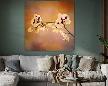 Altmodische Orchidee von Maneschijn FOTO